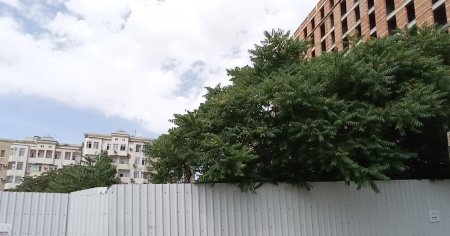 Tikinti hasarları arxasında MƏHV EDİLƏN YAŞILLIQ... Tikinti hasarları arxasında MƏHV EDİLƏN YAŞILLIQ...